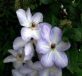 speciality003001.jpg
